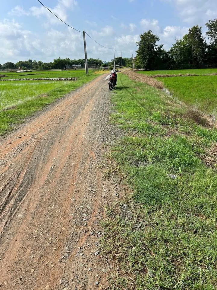 Đất thổ cư 2000m² Đường đá xanh 7m Tân Ân, Cần Đước - Giá chỉ 1.2 tỷ!