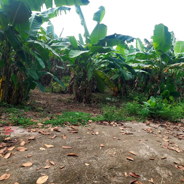 Đất nền Sài Sơn, Quốc Oai 288m² giá chỉ 806.4 triệu - Cơ hội đầu tư tuyệt vời!