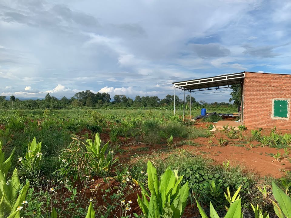 Farm Cư Huê Ea Kar 9300m² - Đất đỏ ba zan đẹp, sẵn sàng sử dụng!