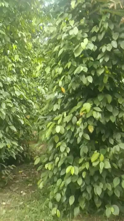 Đất nông nghiệp Đắk Song 2,2ha giá 5,5 tỷ - Thích hợp kinh doanh sầu riêng!