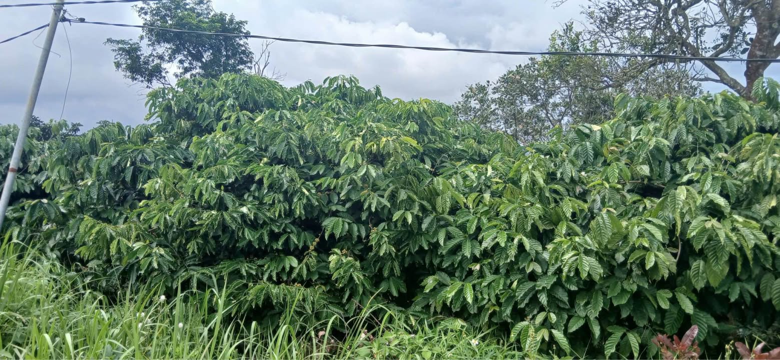 Đất cafe Thôn Doãn Văn, Tuy Đức 10.000m² giá 2,2 tỷ - Đầu tư sinh lời!