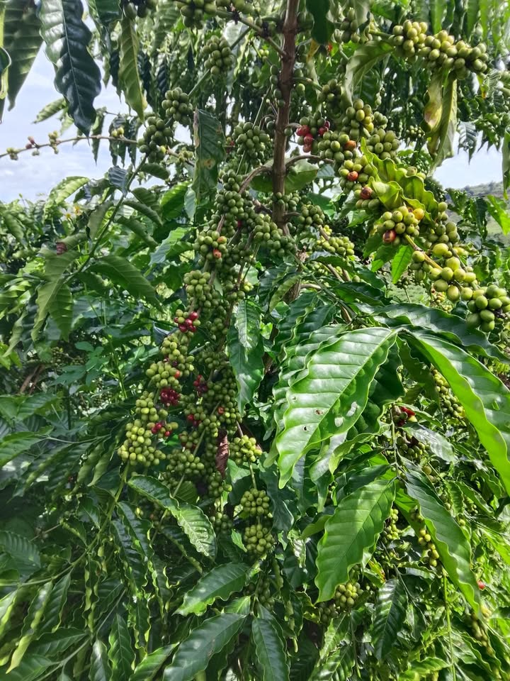 Mảnh vườn 1,6ha tại Quảng Thành, Gia Nghĩa, Đắk Nông - Giá 4,5 tỷ, sổ đỏ chính chủ!