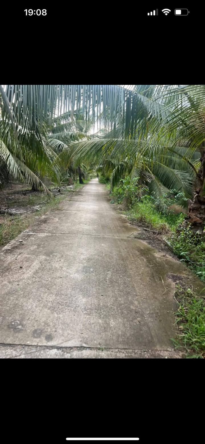 Đất vườn 3,1 công tại xã Châu Hưng, Bình Đại - Sổ đỏ chính chủ, giá 1.426 tỷ