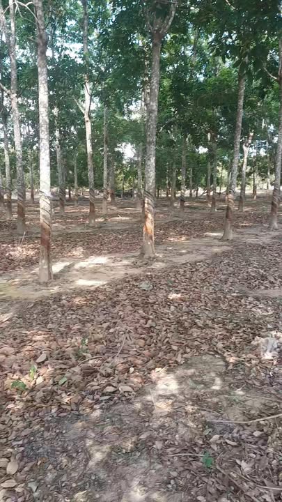 Farm đất cao su chín 20ha tại Ia Púch, Chư Prông - Giá chỉ 9.31 tỷ VND