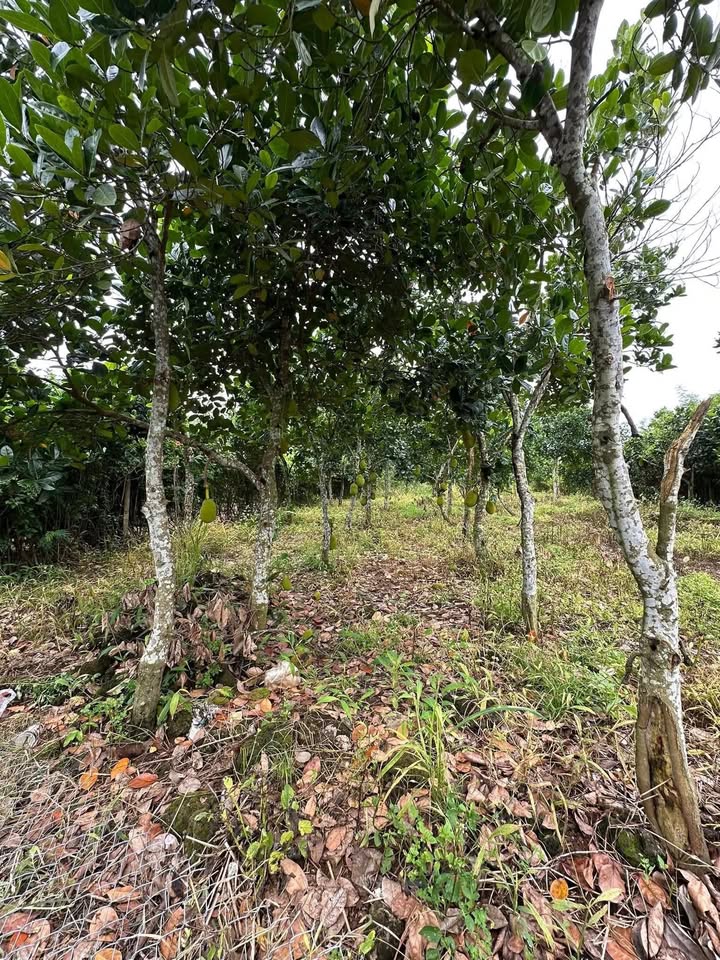 Đất nền Phú Xuân 3600m² giá 850 triệu - Sổ riêng chính chủ!