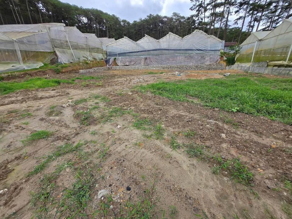 Đất khu Măngline - Đà Lạt 1000m² giá 3.9 tỷ - View rừng thông tuyệt đẹp!