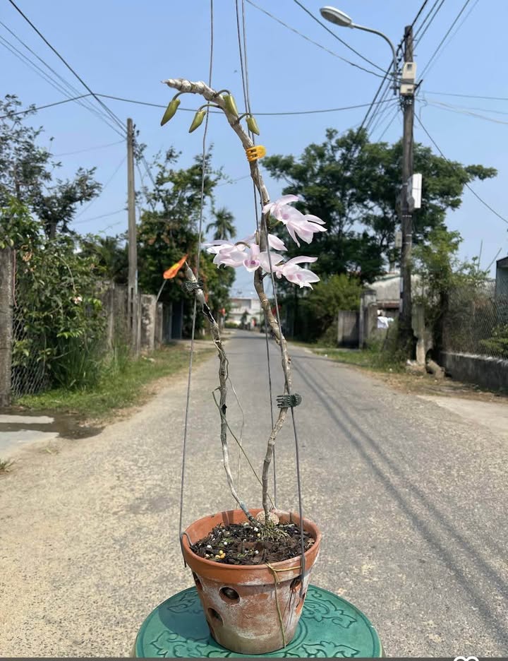 Đất nền Hòa Xuân Đà Nẵng 200m² giá thỏa thuận - Đầu tư sinh lời ngay!