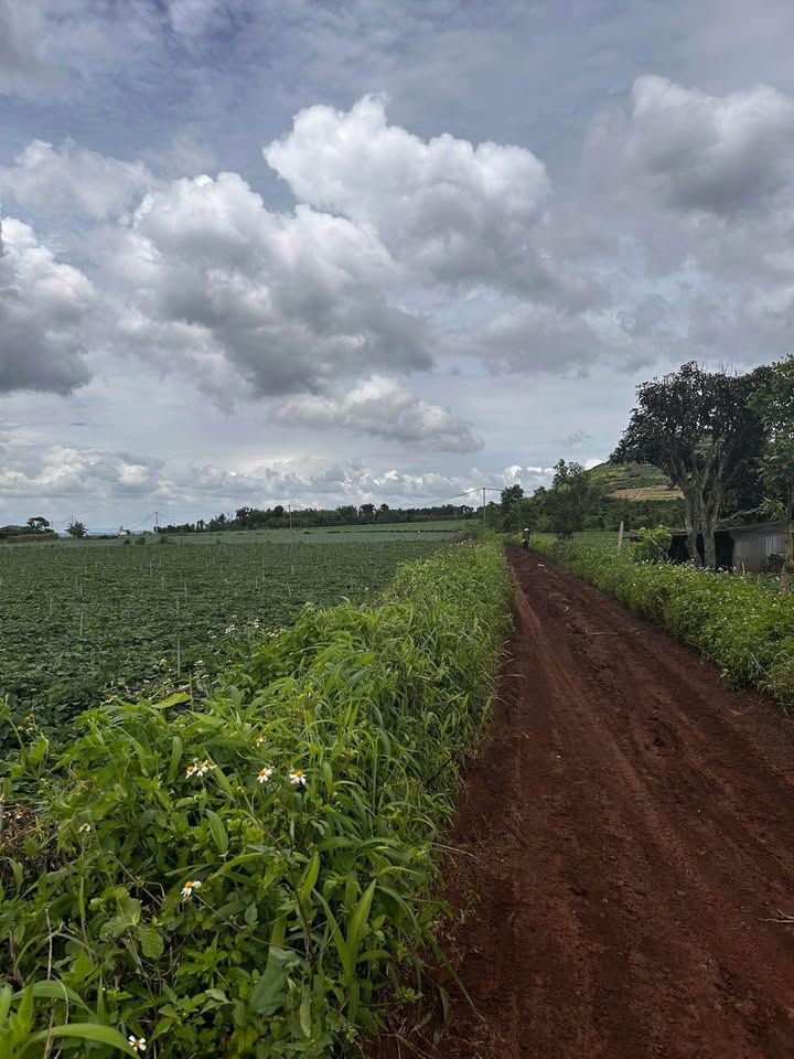 Đất nền Phú Hội Đức Trọng 6300m² giá 4.5 tỷ - Mặt tiền 100m, đầu tư sinh lời!