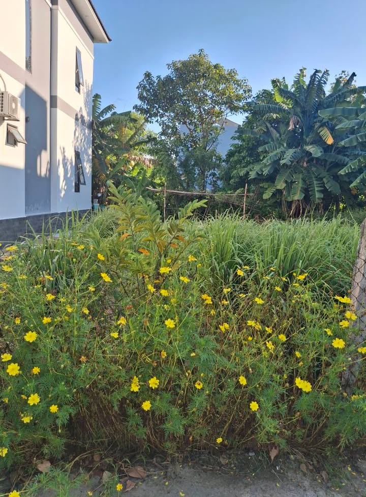 Đất thổ cư Hòa Xuân Đà Nẵng 96m² - Đầu tư sinh lời tuyệt vời!