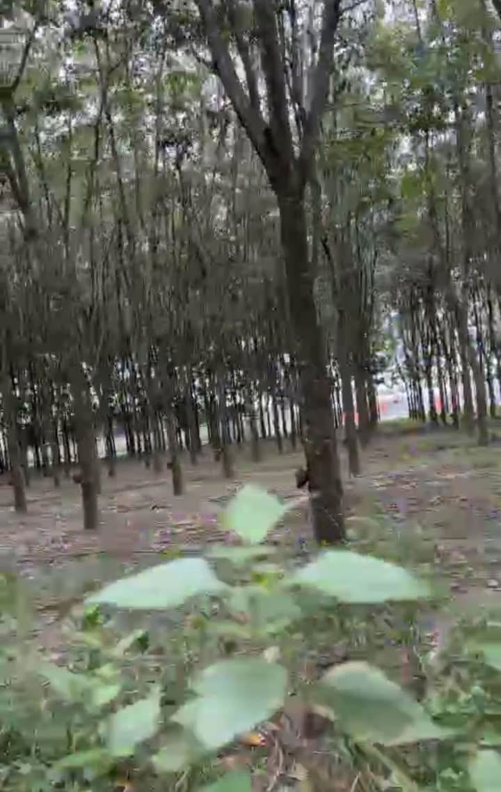 Farm đất Suối Ngô, Tân Châu 40.000m² - Giá tốt, 3 mặt tiền đường