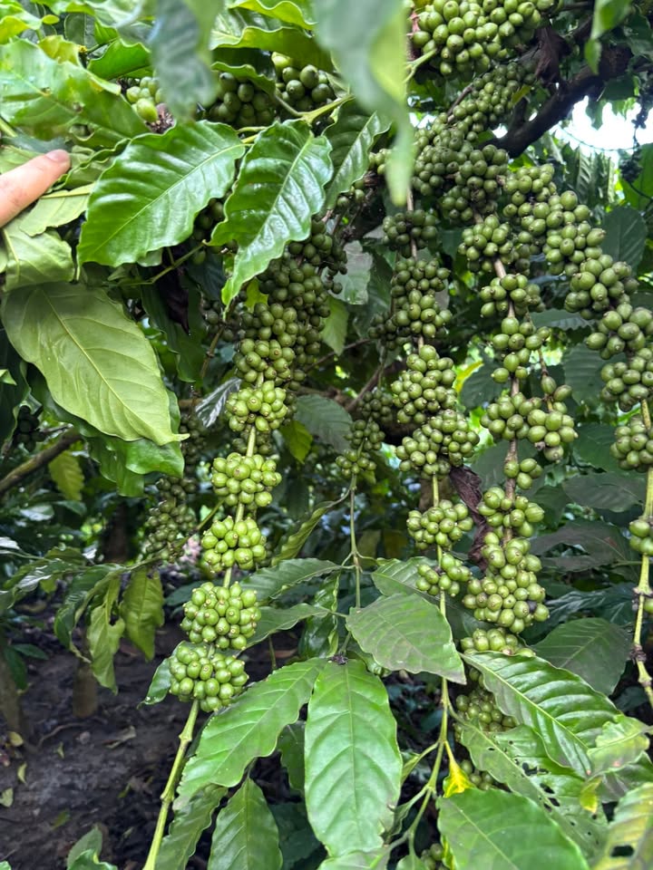 Đất nông nghiệp thôn 6 Cư Ni 24.000m² giá 1,2 tỷ - Cơ hội đầu tư sinh lời!