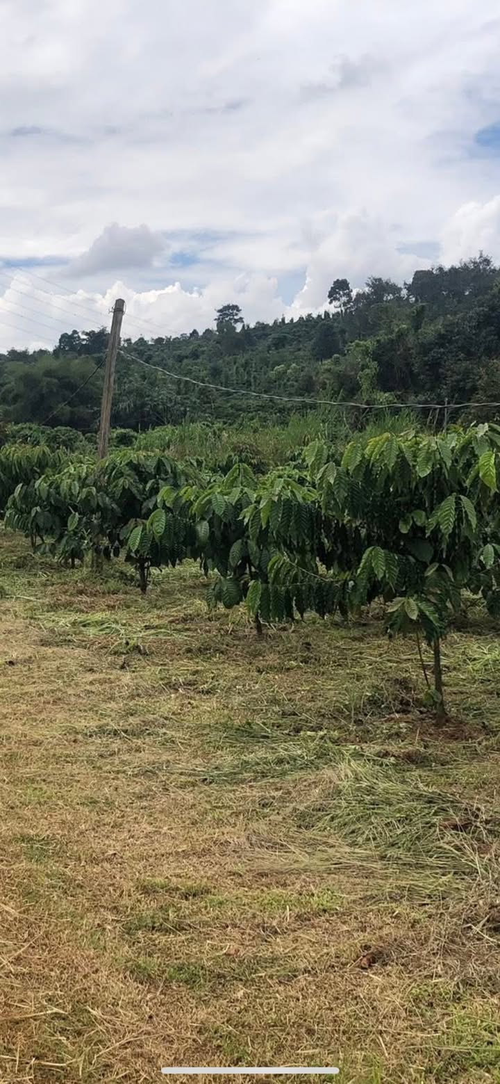 Đất Farm 1.3ha tại Kiến Thành, Đắk Nông giá 2.9 tỷ - Tiềm năng đầu tư hấp dẫn!