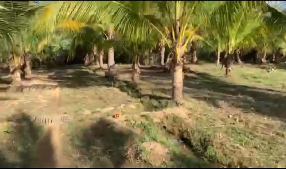 Farm Mỹ Sơn Ninh Sơn 13000m² - Vườn cây ăn trái cho thu hoạch ngay!