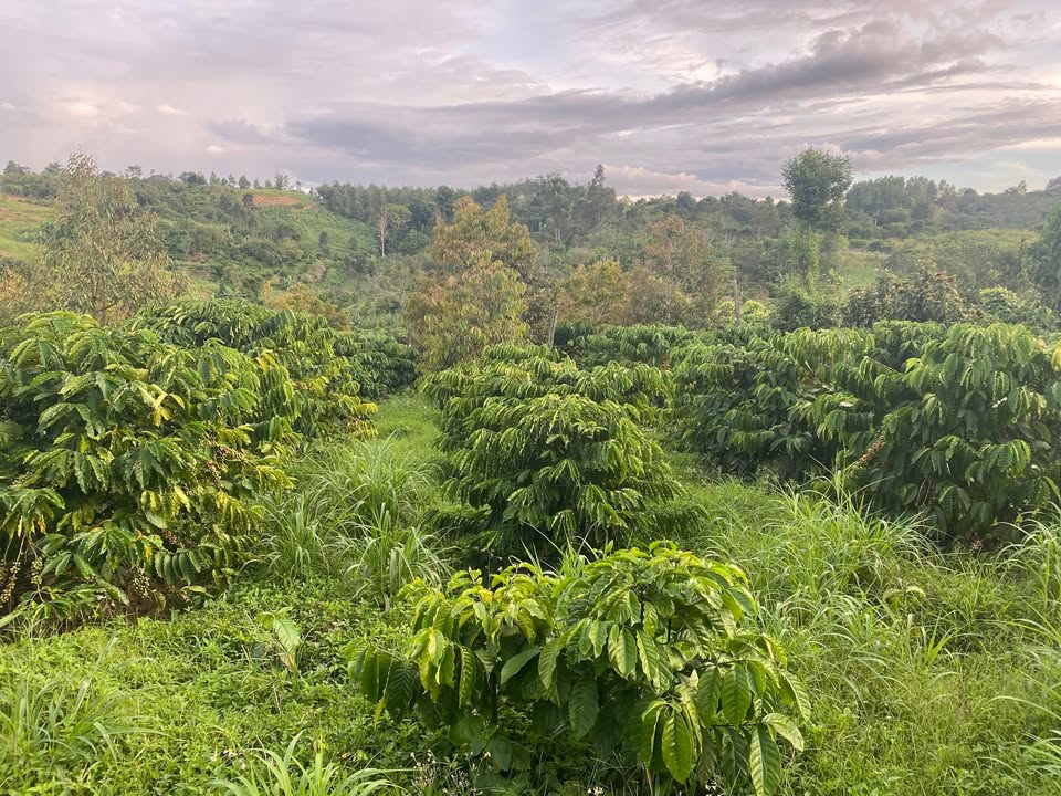 Đất nông nghiệp Ea Ral 4900m² giá 1 tỷ - Cơ hội đầu tư cà phê tốt!