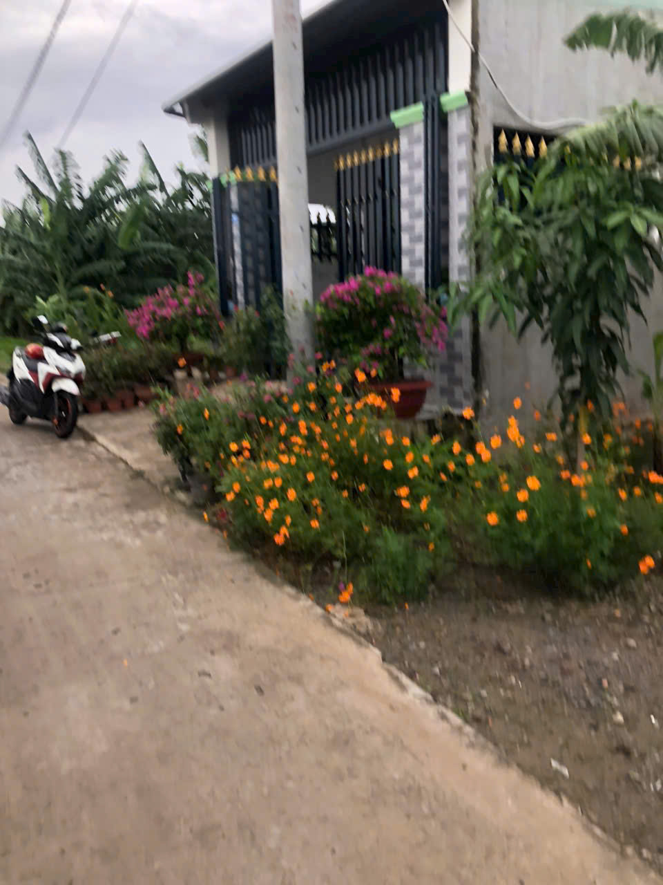 Đất thổ cư 155m² mặt tiền đường beton 4m xã Phước Vân, Cần Đước chỉ 1.5 tỷ