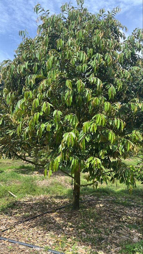 Đất nền Quang Trung, Thống Nhất, Đồng Nai 1300m² giá 980 triệu - Cơ hội đầu tư sinh lời!