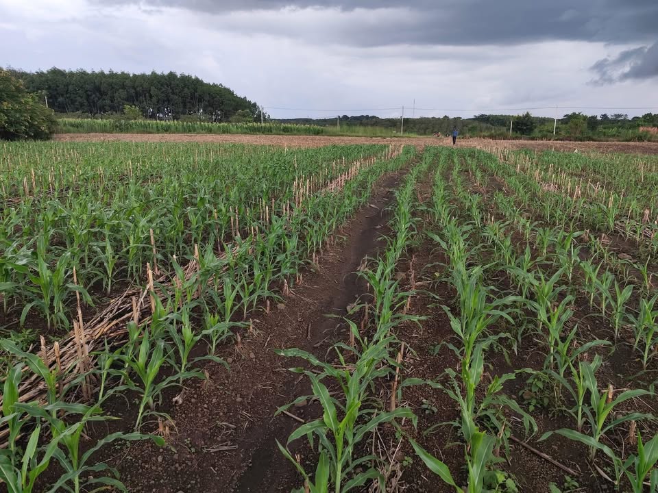 Đất nông nghiệp 7 sào Đăk Wil, Cư Jút, Đắk Nông - Giá chỉ 650 triệu