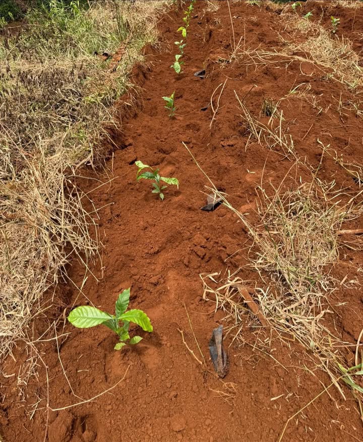 Đất Nền Farm 5 Sào Quảng Tân Đăk Nông Giá Tốt - Đầu Tư Sinh Lời!