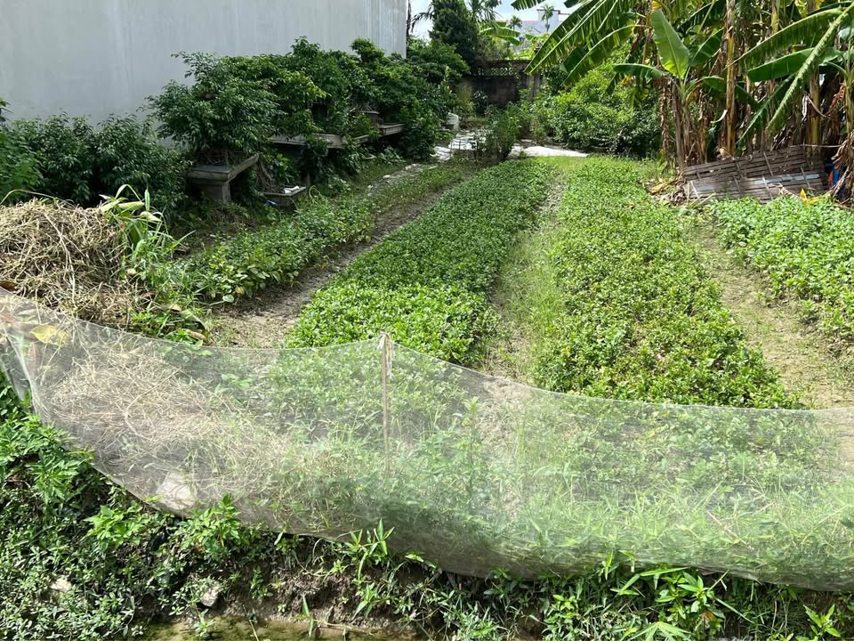 Đất nền Thôn Đại Trà, Xã Đông Phương, Kiến Thụy 134m² giá chỉ 2.345 tỷ - Tiện ích đầy đủ!