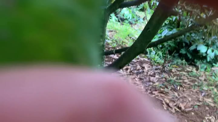 Farm 5ha Đắk Búk So giá 10.5 tỷ - Đất trồng cây ăn trái sinh lời cao!