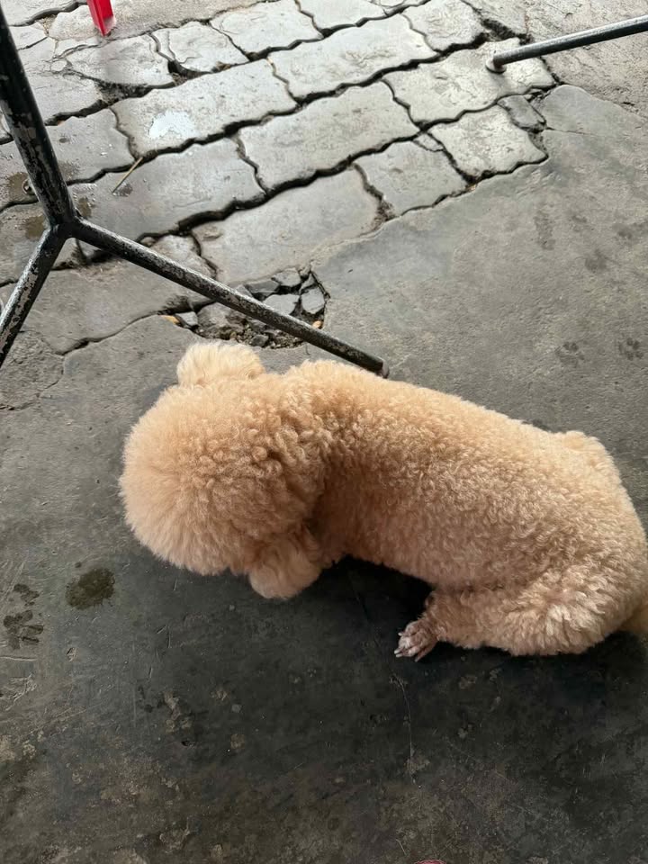 Nhà cấp 4 phường Thạc Gián quận Thanh Khê 20m² giá 1.2 tỷ - Cơ hội đầu tư tốt!