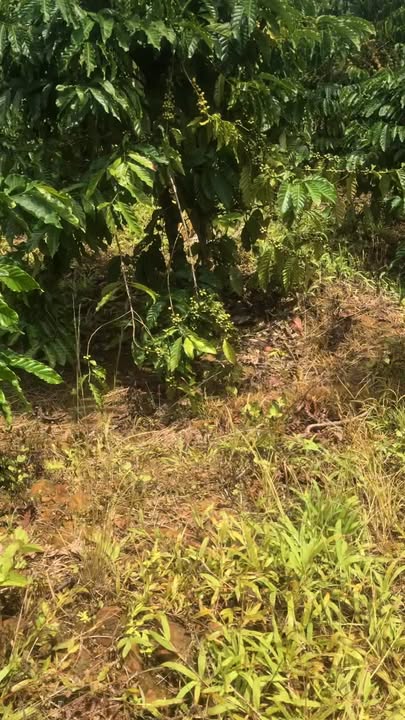 Farm 3.5ha tại Nam Xuân, Đắk Nông giá 4.5 tỷ - Sẵn sàng đầu tư!