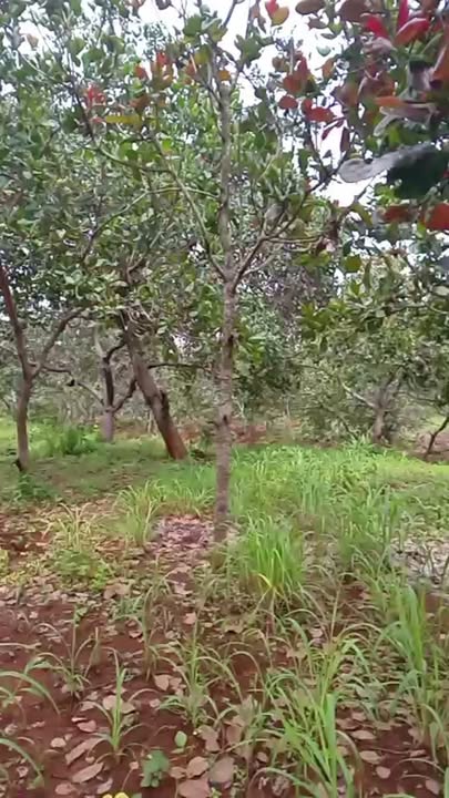 Đất Farm 30,000m² tại Thôn Cây Da, Bình Phước - Giá chỉ 1.8 tỷ, cơ hội đầu tư hấp dẫn!