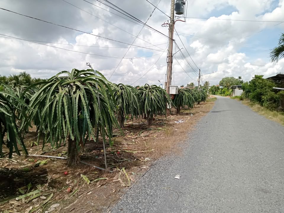 Đất cây lâu năm 1572m² xã Tân Thuận Bình, Chợ Gạo - Giá chỉ 2 tỷ!