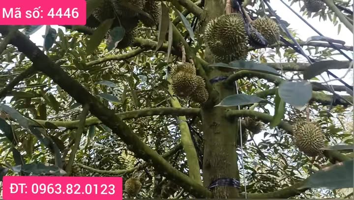 Đất vườn 3460m² Sầu riêng ven sông Cai Lậy - Giá 4.2 tỷ, sổ hồng chính chủ!