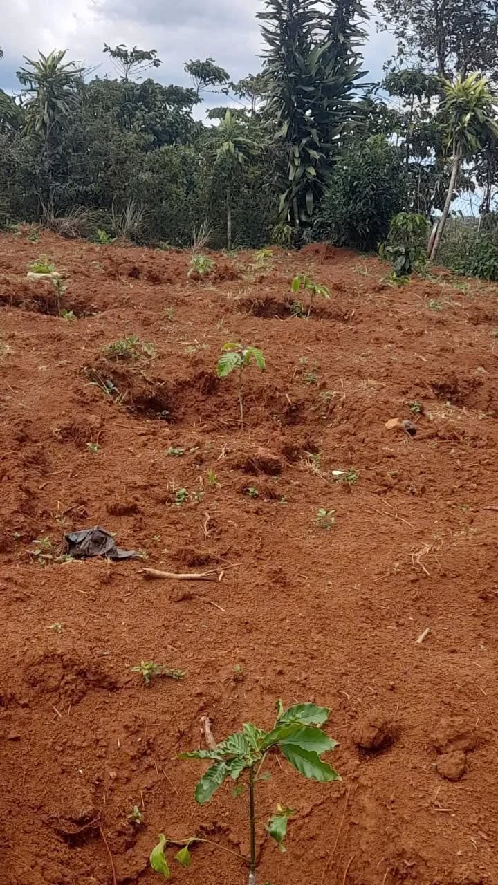 Đất nền Bảo Lộc 3600m² giá 1 tỷ - Vị trí đắc địa gần cà phê giống Trường Sơn!