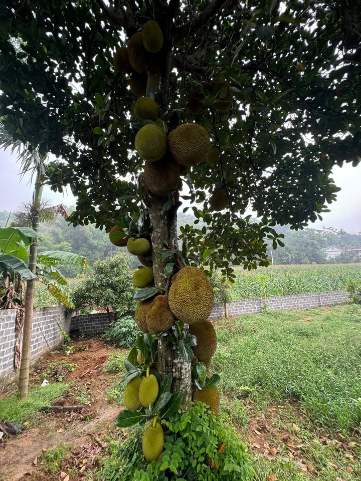 Đất thổ cư 1300m² tại Khánh Thượng, Ba Vì - Chỉ 2 tỷ, ô tô vào tận nơi!