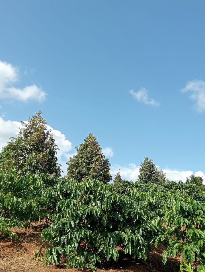 Đất nông nghiệp Ea Siên 50000m² giá 1.6 tỷ - Tiềm năng sinh lời cao!