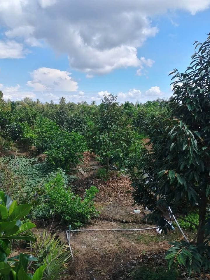 Đất nền Thiện Trí, Cái Bè 1000m² giá 1 tỷ - Cơ hội đầu tư tuyệt vời!