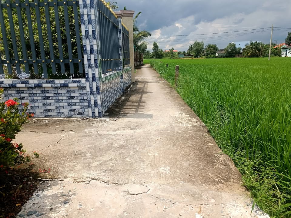 Đất lúa 1080m² tại Đức Tân, Tân Trụ - Giá chỉ 299 triệu, thích hợp làm nhà vườn!