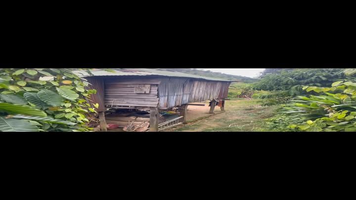 Farm Đắk Ha Đăk Glong 1,2ha giá 1,1 tỷ - Đầu tư sinh lời hiệu quả!