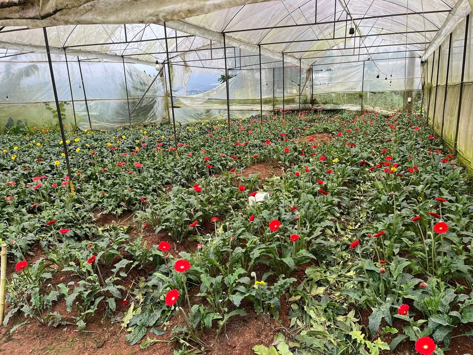 Đất trống cho thuê 500m² đường Vạn Thành, Đà Lạt - Mặt tiền ô tô vào tận nơi