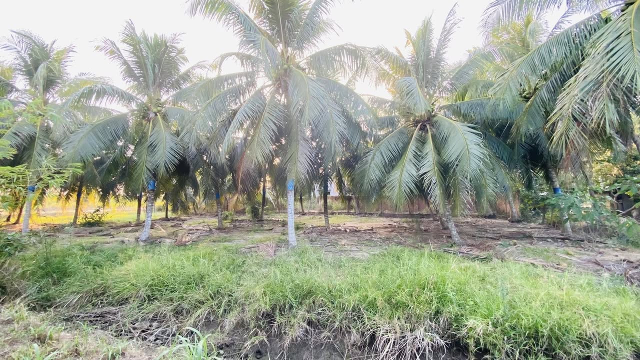 Đất vườn dừa mặt tiền 173 cũ, xã Phong Nẫm 1177m² - Tiềm năng đầu tư lớn!