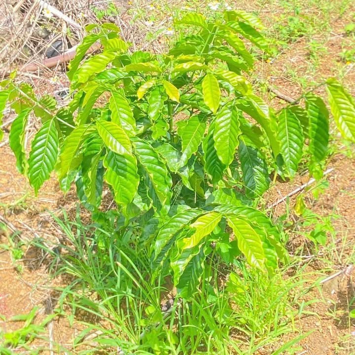 Đất nông nghiệp Phú Lộc 8000m² giá 300 triệu - Đầy đủ pháp lý, sẵn sàng giao dịch!