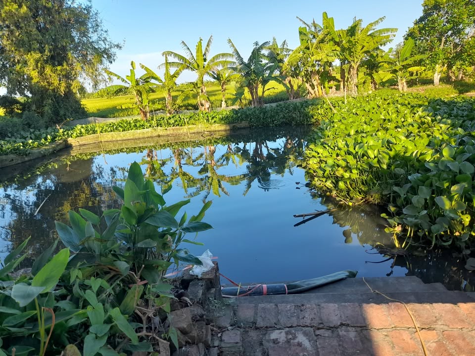 Đất nền Thuần Thành Thái Bình 360m² - Sổ đỏ chính chủ, giá thỏa thuận!