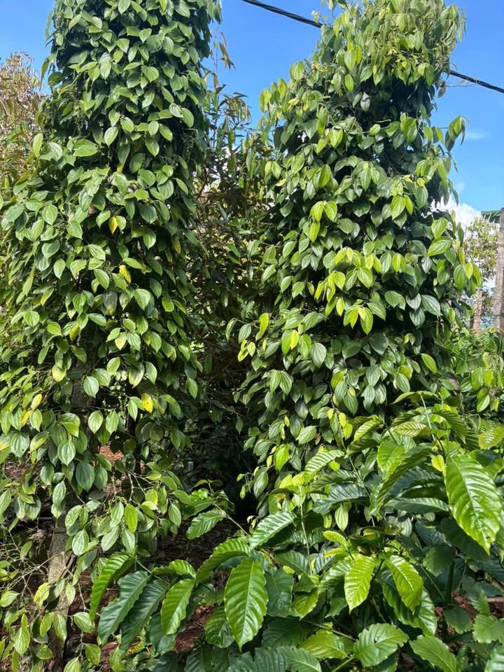 Đất nông nghiệp 1.7ha tại thôn 8, Ea Ral, Đắk Lắk giá 3.5 tỷ - Đầu tư sinh lời ngay!