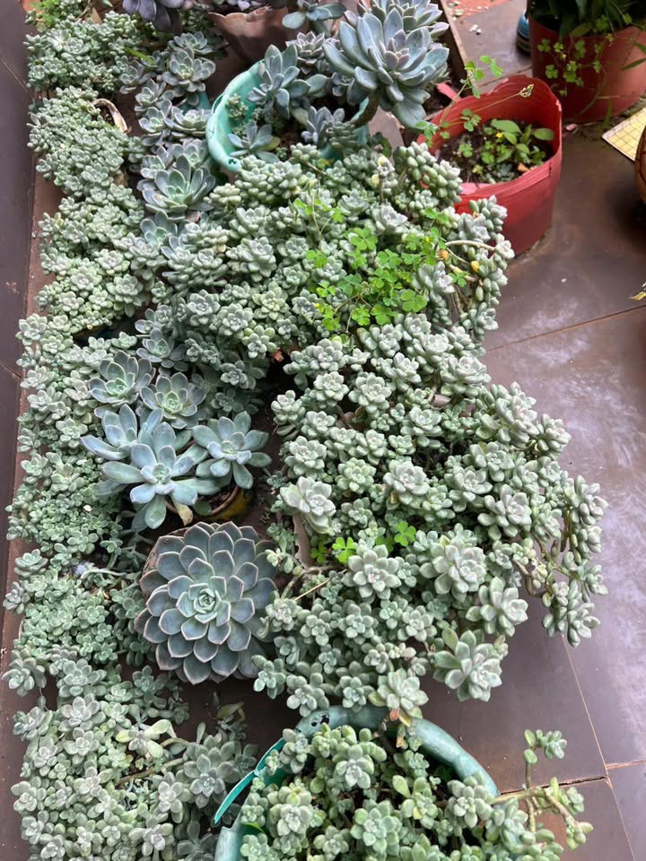 Đất nền góc 2 mặt tiền Tân Lợi 75m² giá 3.15 tỷ - Cơ hội đầu tư sinh lời!