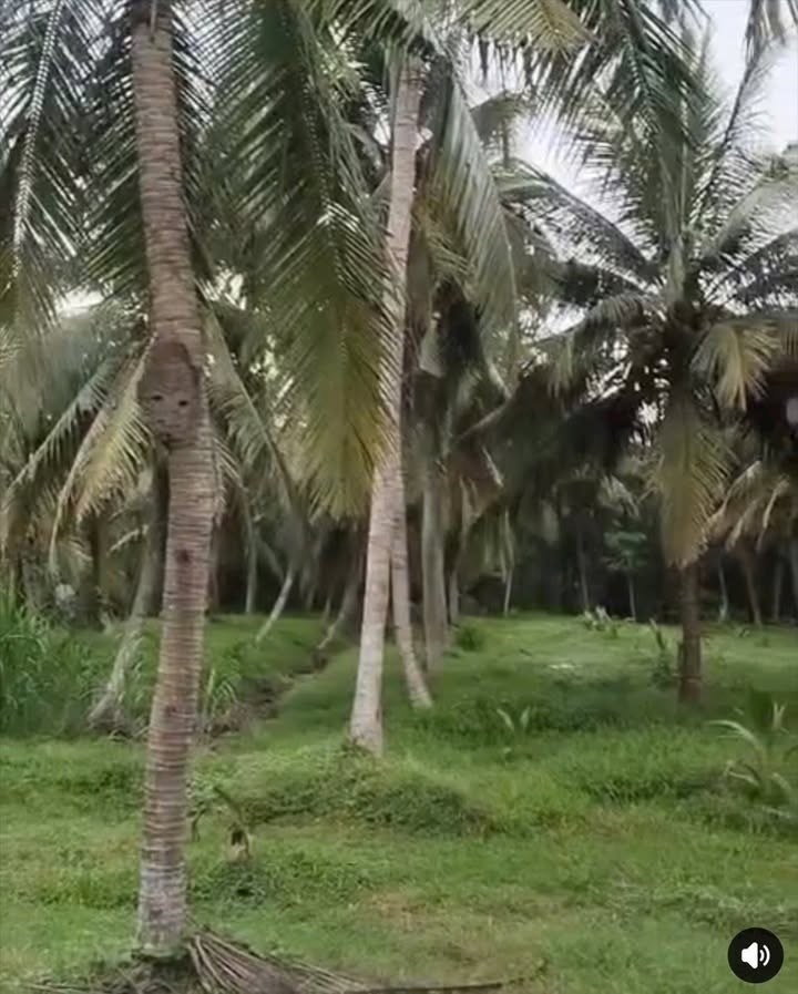 Đất vườn dừa xã An Thới, Mỏ Cày Nam 4666m² giá 2.2 tỷ - Đất không ngập nước, xem ngay!