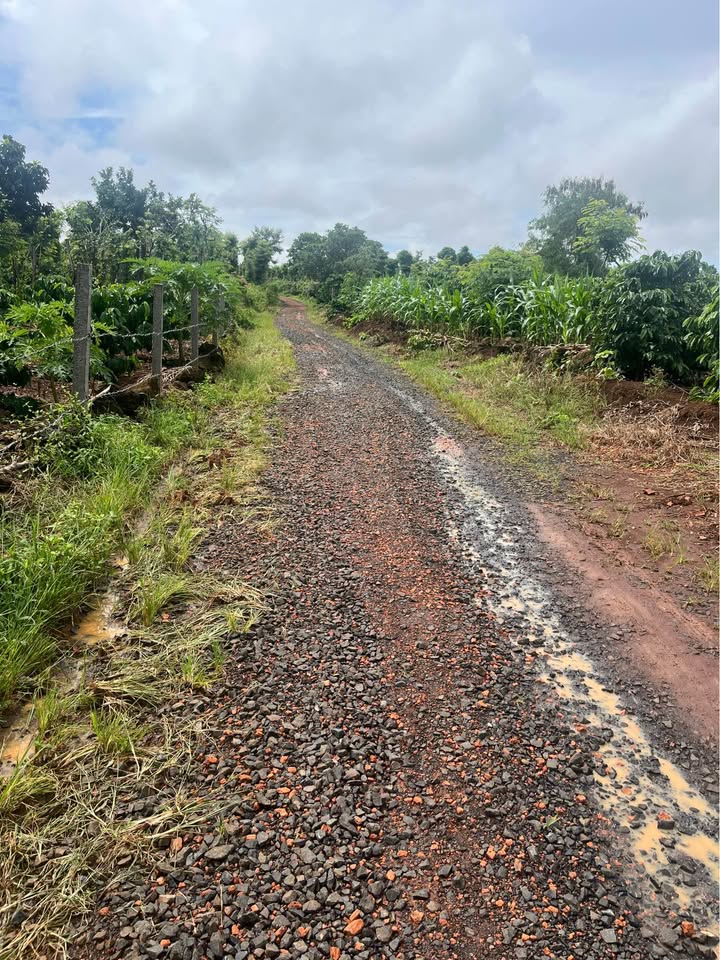 Lô đất nông nghiệp Tâm Thắng Cư Jút 4300m² giá chỉ 645 triệu - View sông tuyệt đẹp!