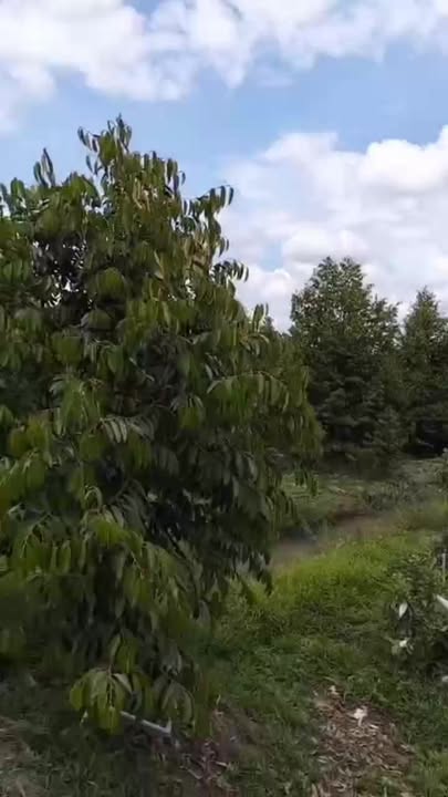 Đất Sầu Riêng 9 công tại Mỹ Trung, Cái Bè - Giá chỉ 400 triệu/công, sẵn sàng đầu tư!