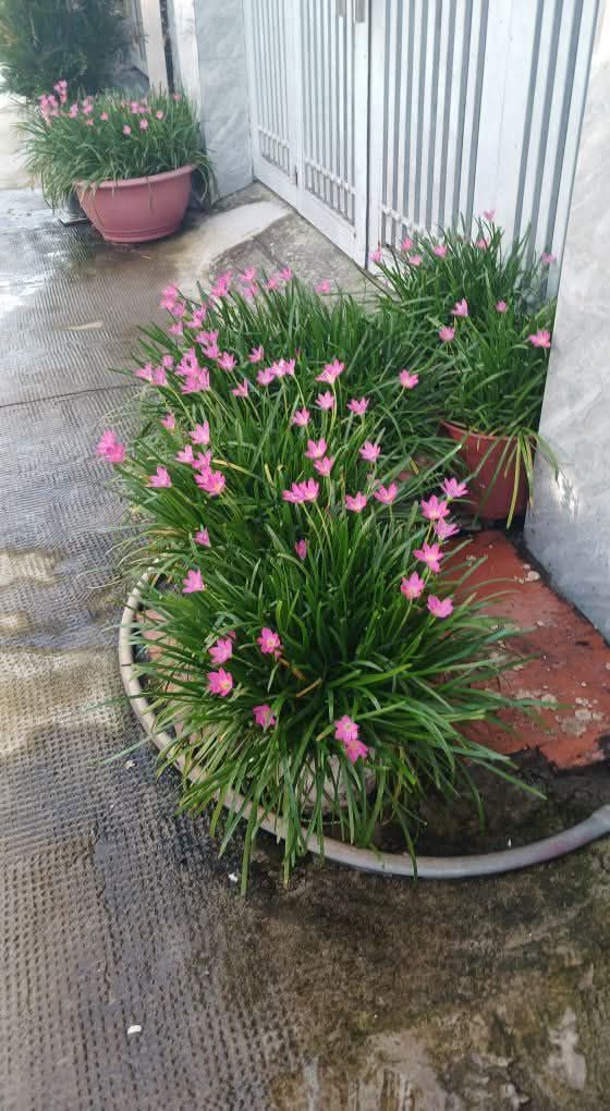 Đất nền xã Tân Hiệp Hóc Môn 120m² giá 3.25 tỷ - Sổ hồng riêng, thương lượng!