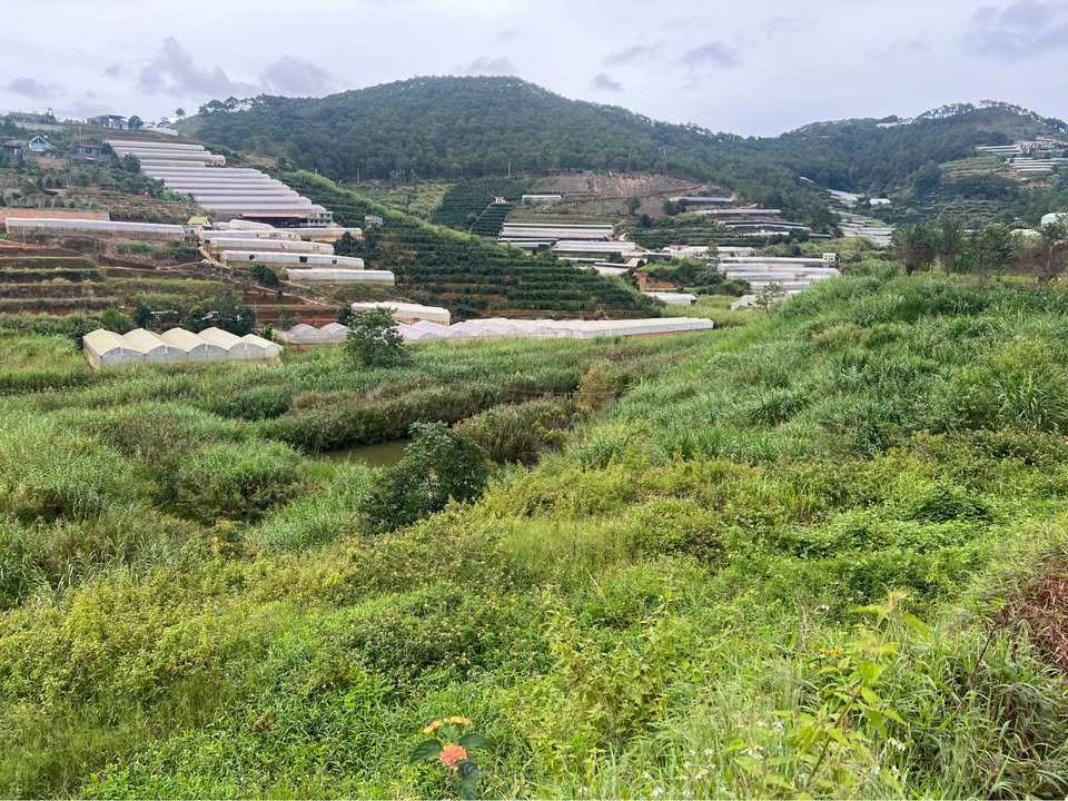 Đất nông nghiệp Xuân Thọ Đà Lạt 1000m² giá 2.35 tỷ - Sổ đỏ chính chủ!