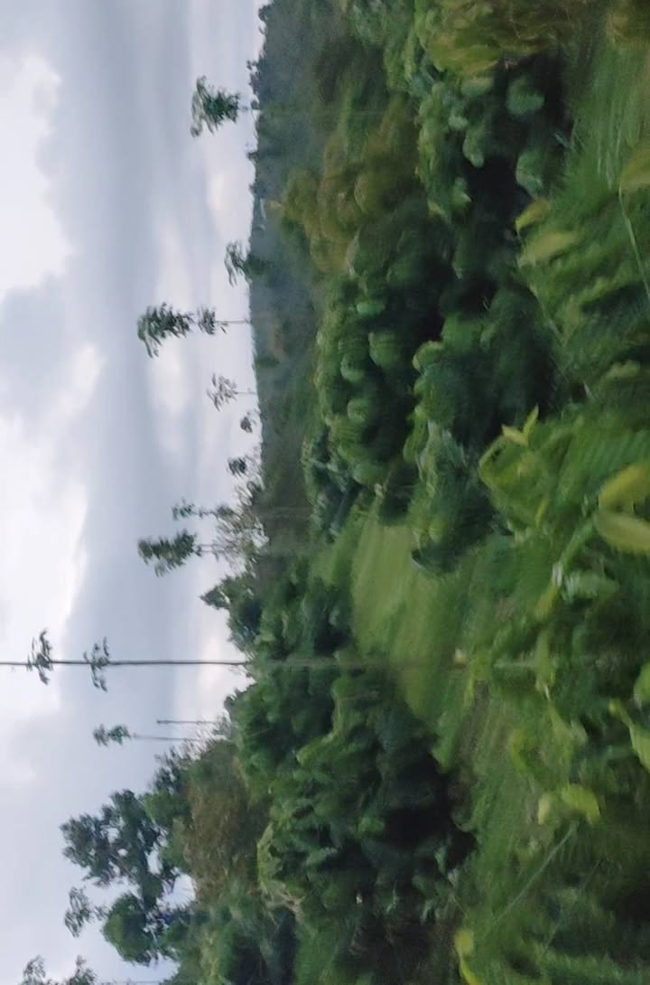 Lô đất Farm 5,6 sào Đắk Wer giá 1.75 tỷ - Thiên đường sống an nhiên!