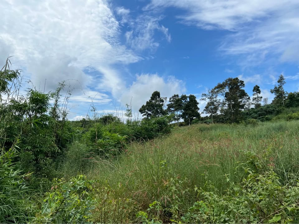 Đất Farm 1.15ha tại Nhân Cơ, Đắk R'Lấp giá 1.7 tỷ - Sổ đỏ chính chủ!