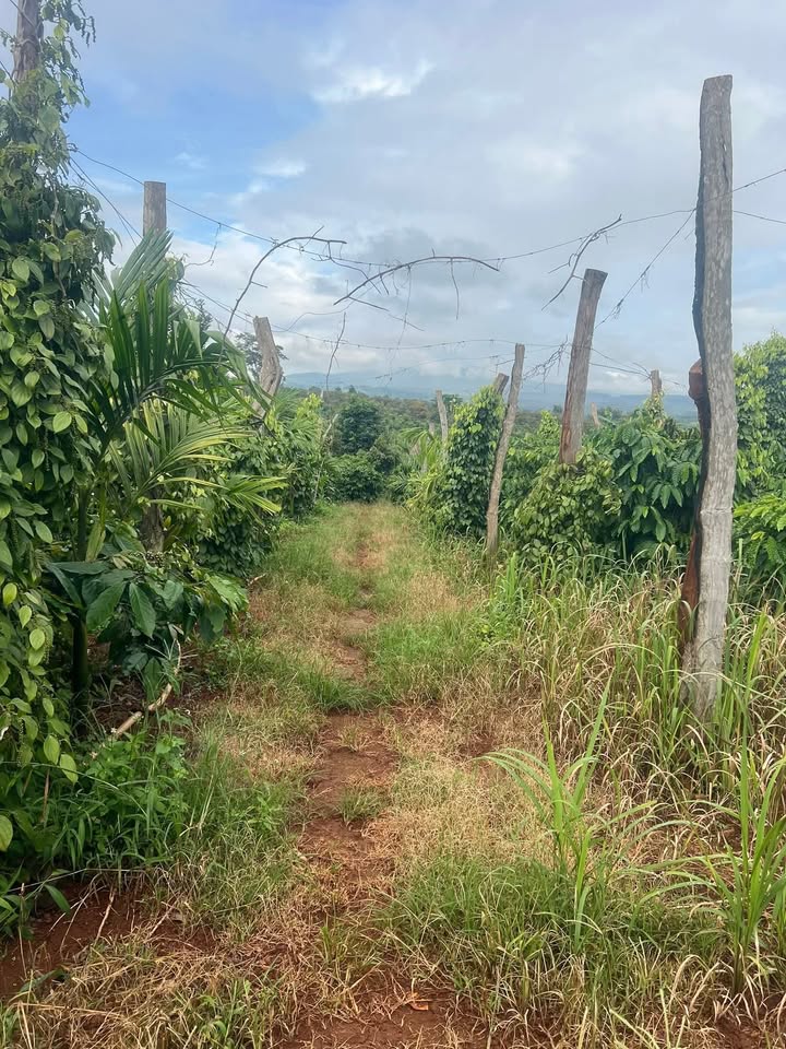 Đất Farm 1ha tại xã Ea Ral, huyện Ea H'leo, Đắk Lắk - Giá chỉ 5.714 tỷ, đầy đủ điện nước!