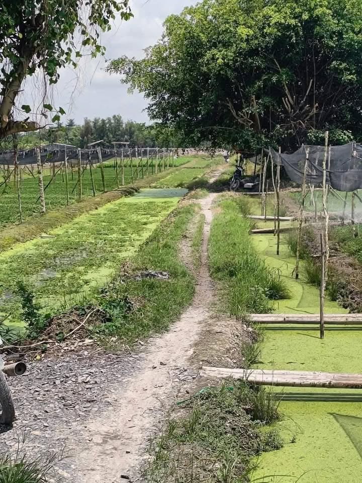 Đất nền xã Thuận An, Vĩnh Long 2592m² giá thỏa thuận - Mặt tiền rộng rãi, vị trí đẹp